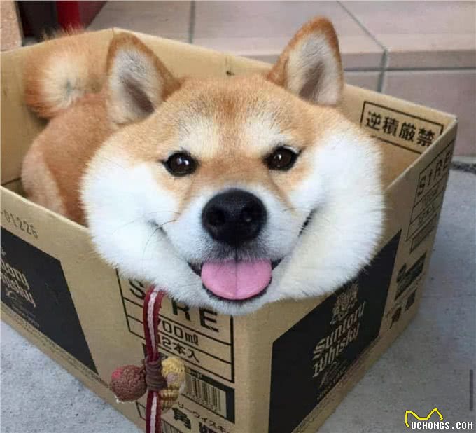 怎么分辨柴犬和串串?看这一点就够了