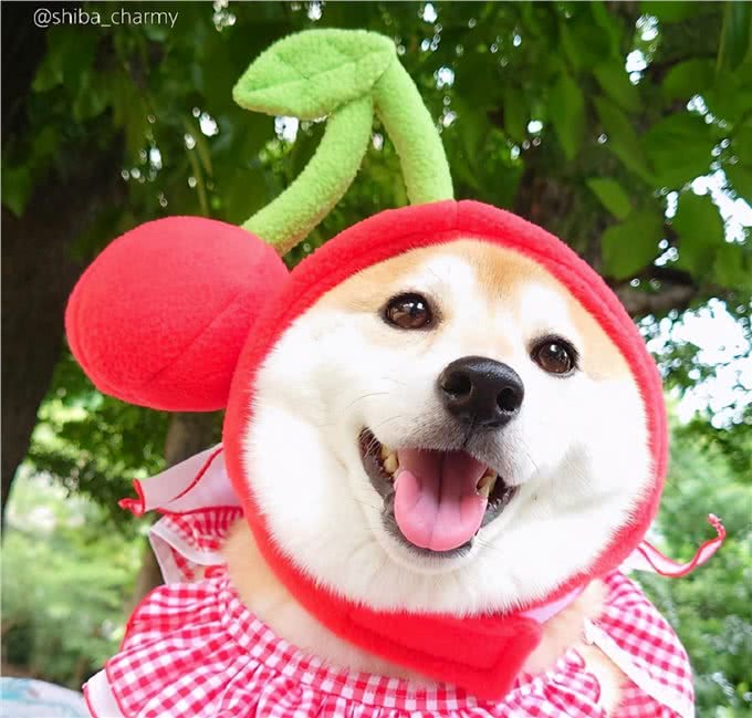 怎么分辨柴犬和串串?看这一点就够了