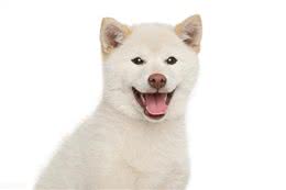 怎么分辨柴犬和串串?看这一点就够了