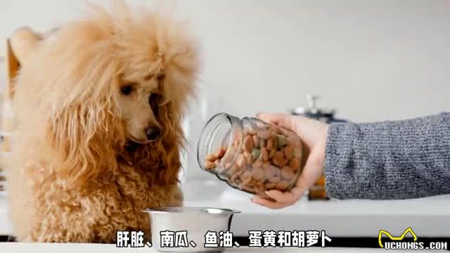 狗狗饮食大揭秘:这些食物让狗狗更健康