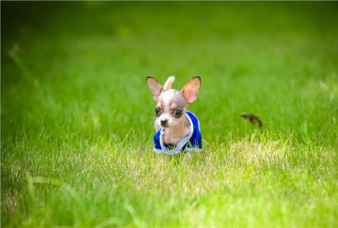 冬季寒冷|你们要的狗狗穿衣指南来了!