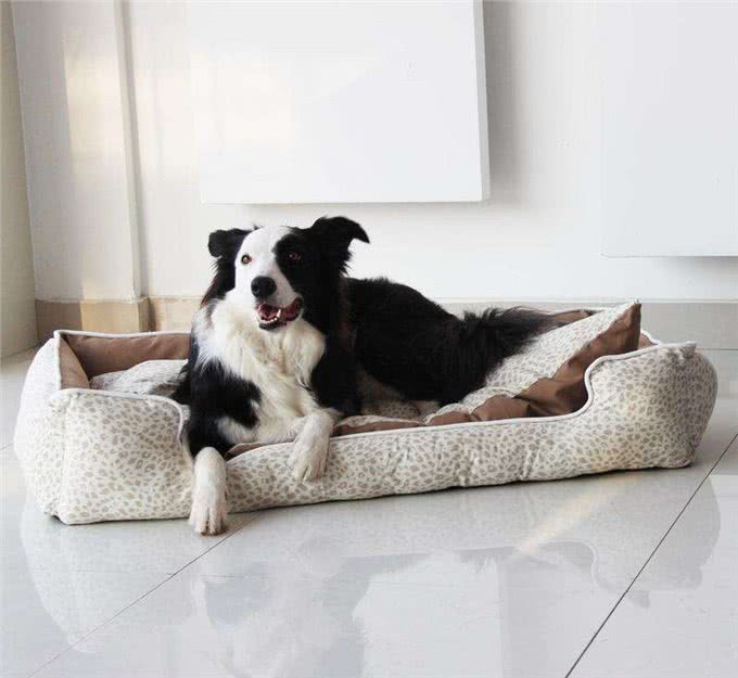 冬季寒冷|你们要的狗狗穿衣指南来了!