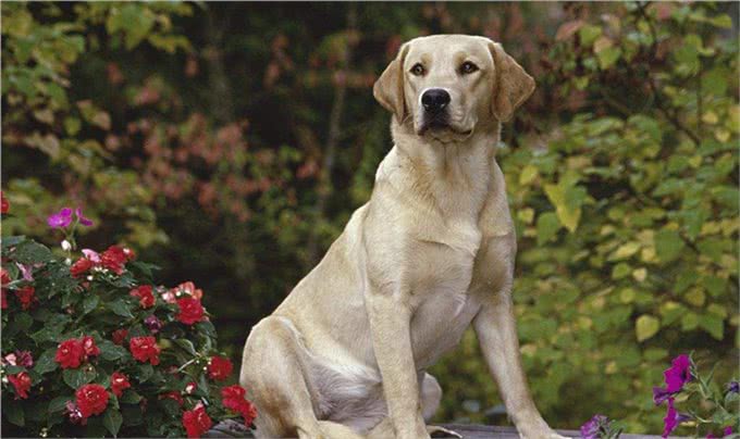 每天聊一狗之拉布拉多犬