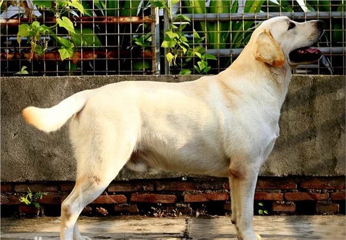 每天聊一狗之拉布拉多犬