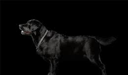 每天聊一狗之拉布拉多犬