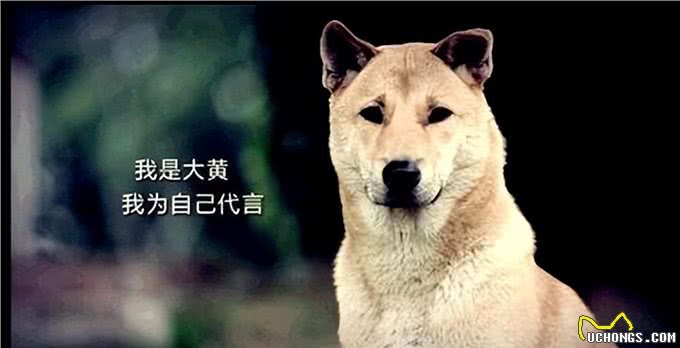 看你养的什么狗,就知道你的性格,一看一个准