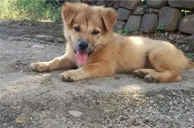 看你养的什么狗,就知道你的性格,一看一个准