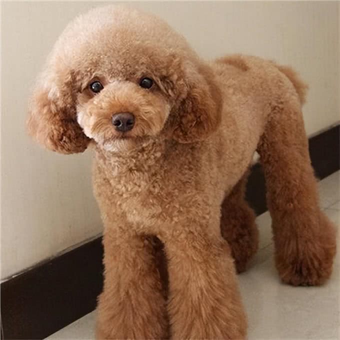 看你养的什么狗,就知道你的性格,一看一个准