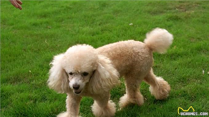 看你养的什么狗,就知道你的性格,一看一个准