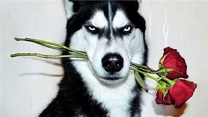 看你养的什么狗,就知道你的性格,一看一个准