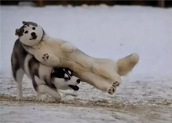 看你养的什么狗,就知道你的性格,一看一个准