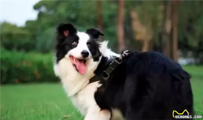 看你养的什么狗,就知道你的性格,一看一个准