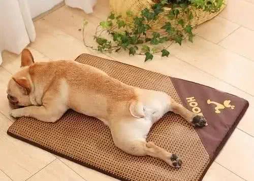 除了主人的床，狗子还喜欢睡哪里?