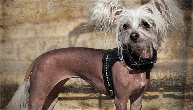 早在汉朝年间就已出现的犬种中国冠毛犬!