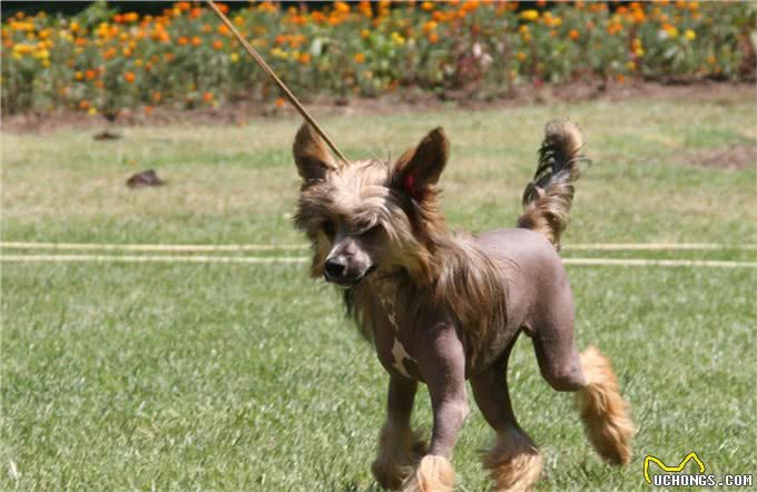 早在汉朝年间就已出现的犬种中国冠毛犬!