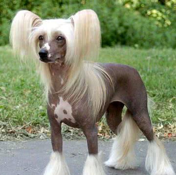 早在汉朝年间就已出现的犬种中国冠毛犬!