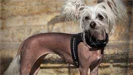 早在汉朝年间就已出现的犬种中国冠毛犬!