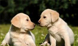 如何训练幼犬不乱吠叫?