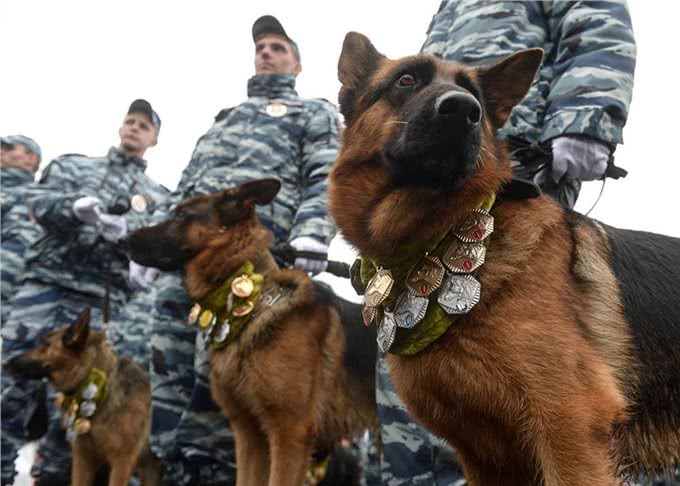 不能成为警犬的狗狗有哪些?藏獒、二哈为什么不能成为警犬