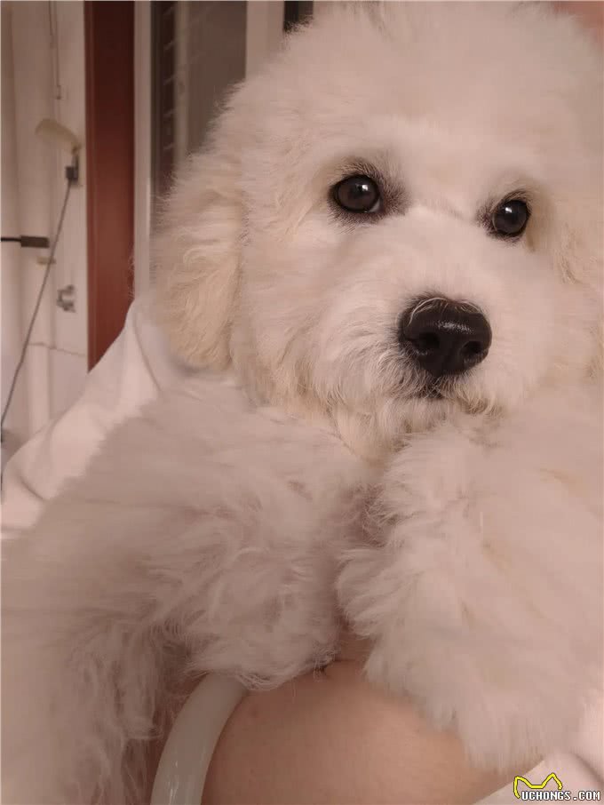 狗狗的一生有什么意义?