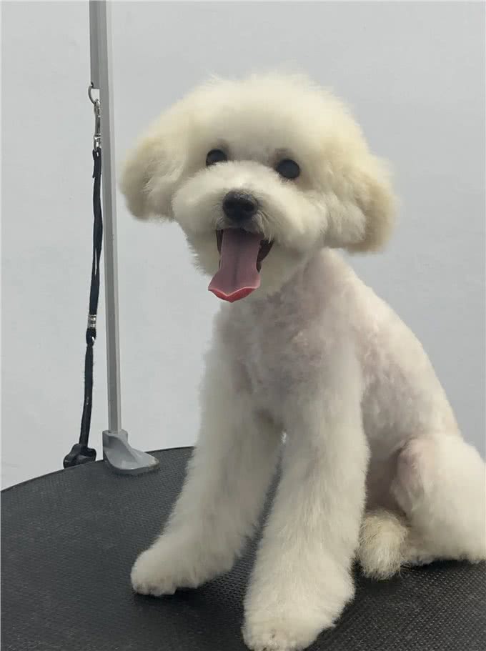 狗狗的一生有什么意义?