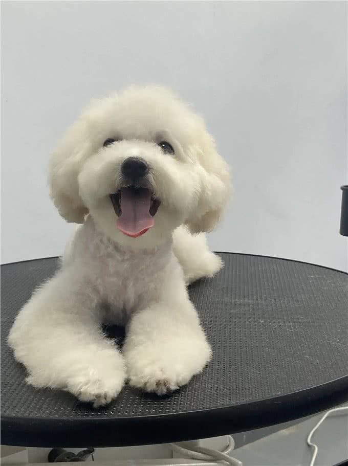 狗狗的一生有什么意义?