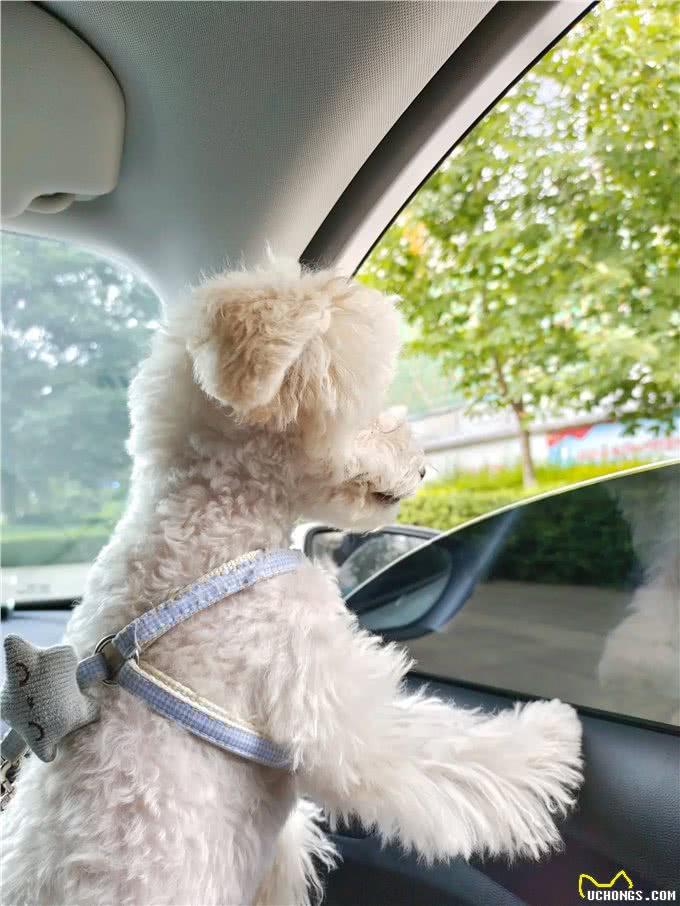 狗狗的一生有什么意义?