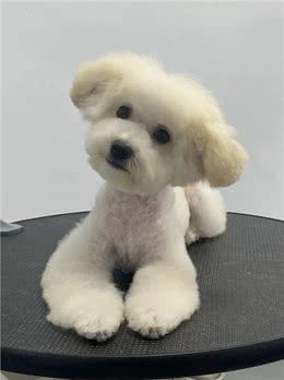 狗狗的一生有什么意义?