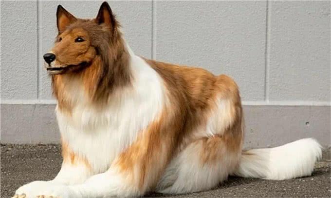 日本男子把自己变成狗，结果