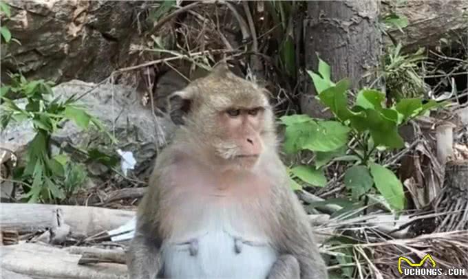 日本男子把自己变成狗，结果