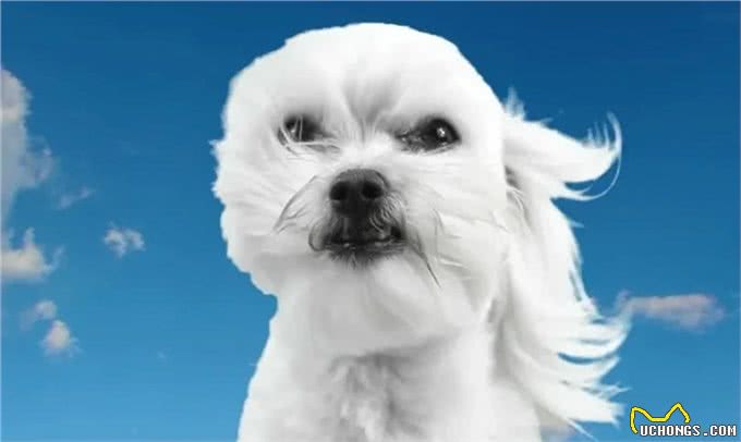 日本男子把自己变成狗，结果