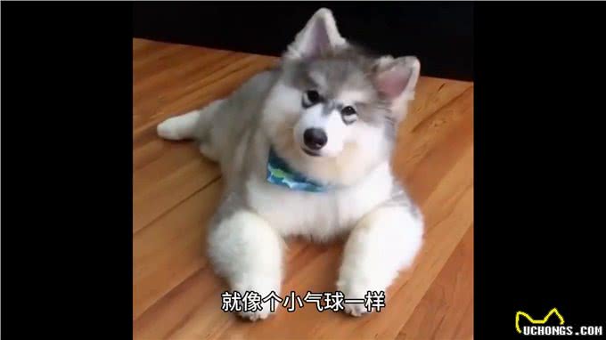 狗狗分娩前的五大预兆，铲屎官必看—养狗小知识