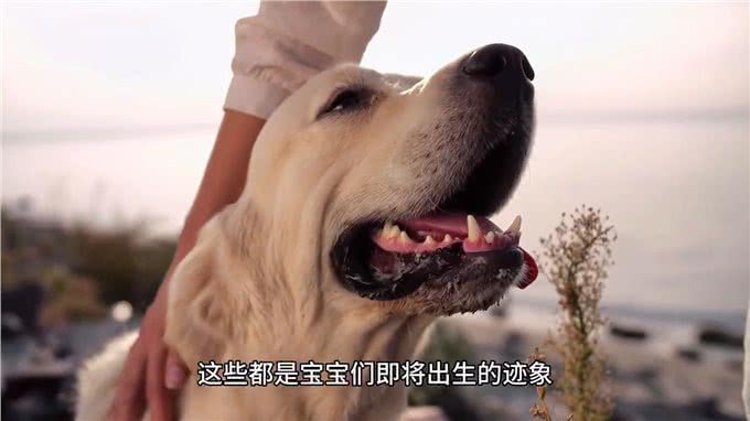 狗狗分娩前的五大预兆，铲屎官必看—养狗小知识