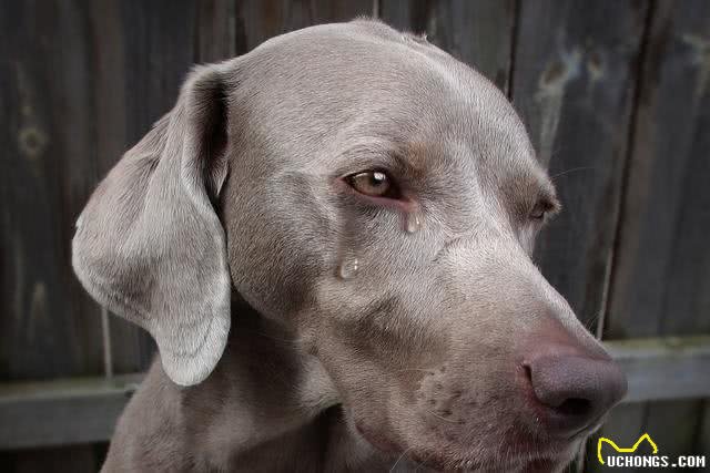 狗狗泪痕好重!眼部护理怎么做，看这篇就够了