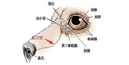 狗狗泪痕好重!眼部护理怎么做，看这篇就够了