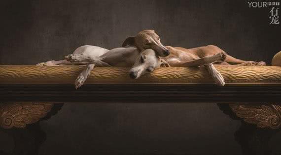 灵缇—世界上奔跑速度最快的狗，却以每年5万只的速度在消失