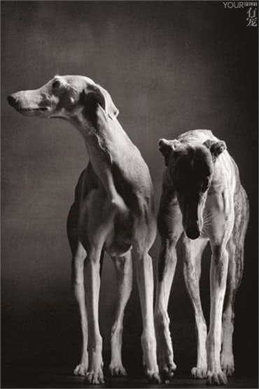 灵缇—世界上奔跑速度最快的狗，却以每年5万只的速度在消失