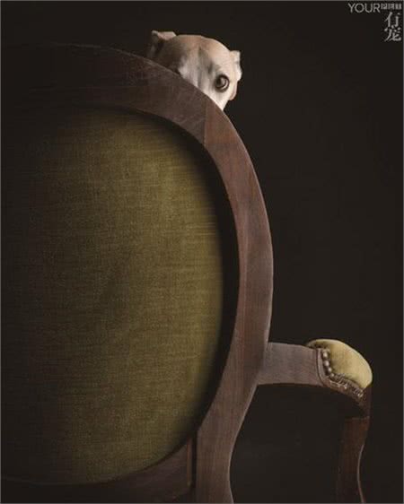 灵缇—世界上奔跑速度最快的狗，却以每年5万只的速度在消失