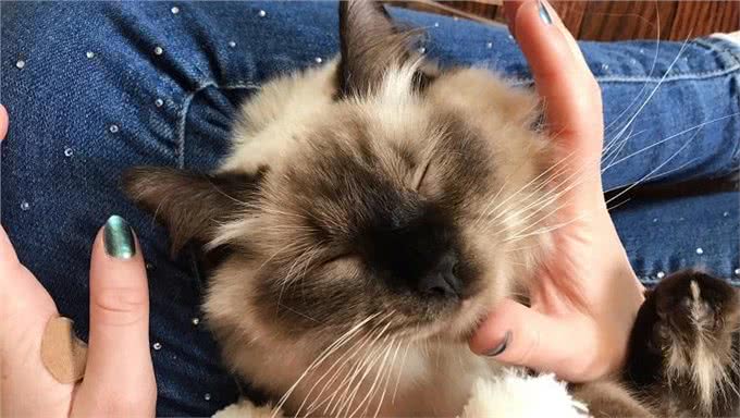 那些可以像狗一样遛的猫咪品种