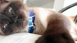 那些可以像狗一样遛的猫咪品种