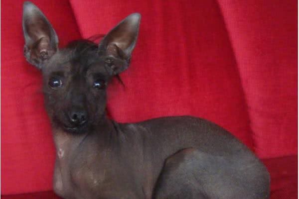 最丑的狗狗品种排行榜，虽说长得不好看，但也有自己的优点!