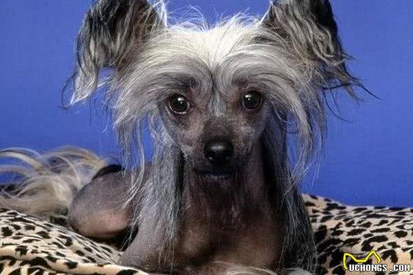 最丑的狗狗品种排行榜，虽说长得不好看，但也有自己的优点!