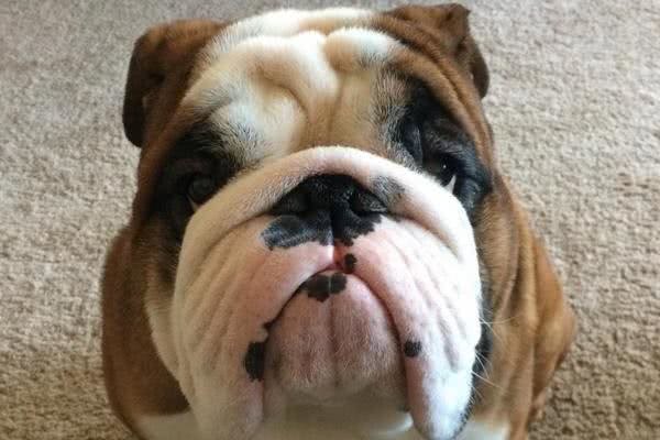 最丑的狗狗品种排行榜，虽说长得不好看，但也有自己的优点!