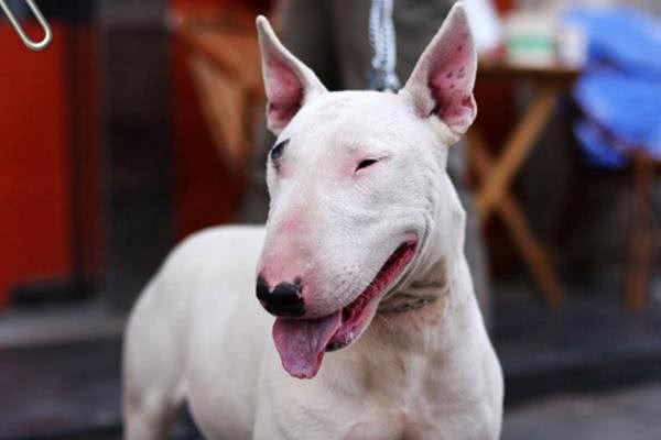 最丑的狗狗品种排行榜，虽说长得不好看，但也有自己的优点!