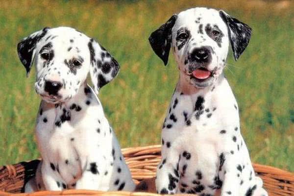 最丑的狗狗品种排行榜，虽说长得不好看，但也有自己的优点!