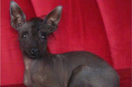 最丑的狗狗品种排行榜，虽说长得不好看，但也有自己的优点!