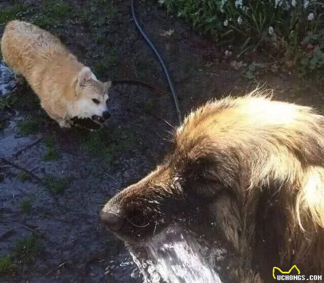 当你还在教你家狗狗坐下的时候，这条狗已经在逗猫了