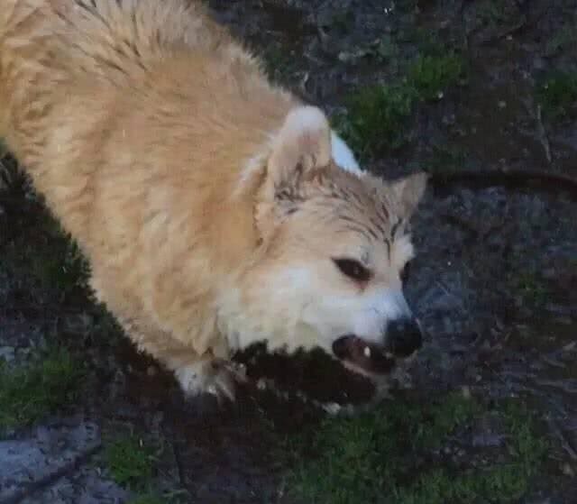 当你还在教你家狗狗坐下的时候，这条狗已经在逗猫了