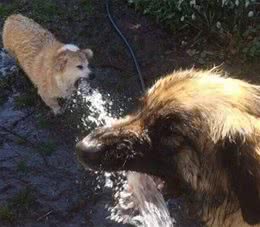 当你还在教你家狗狗坐下的时候，这条狗已经在逗猫了