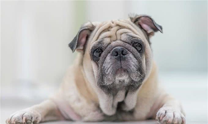 开春了!这个病堪称狗狗头号公敌，厌食加贫血，治疗费用掏空腰包